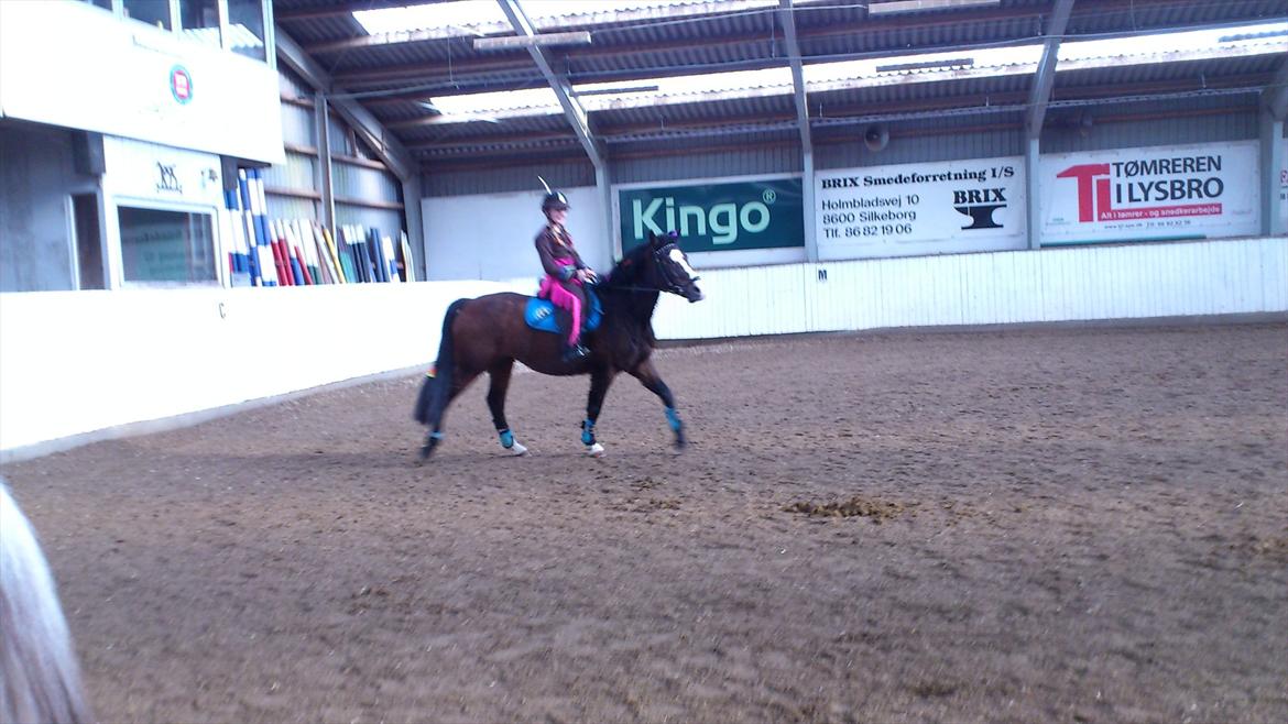 Anden særlig race Chance {Himmelhest} billede 5