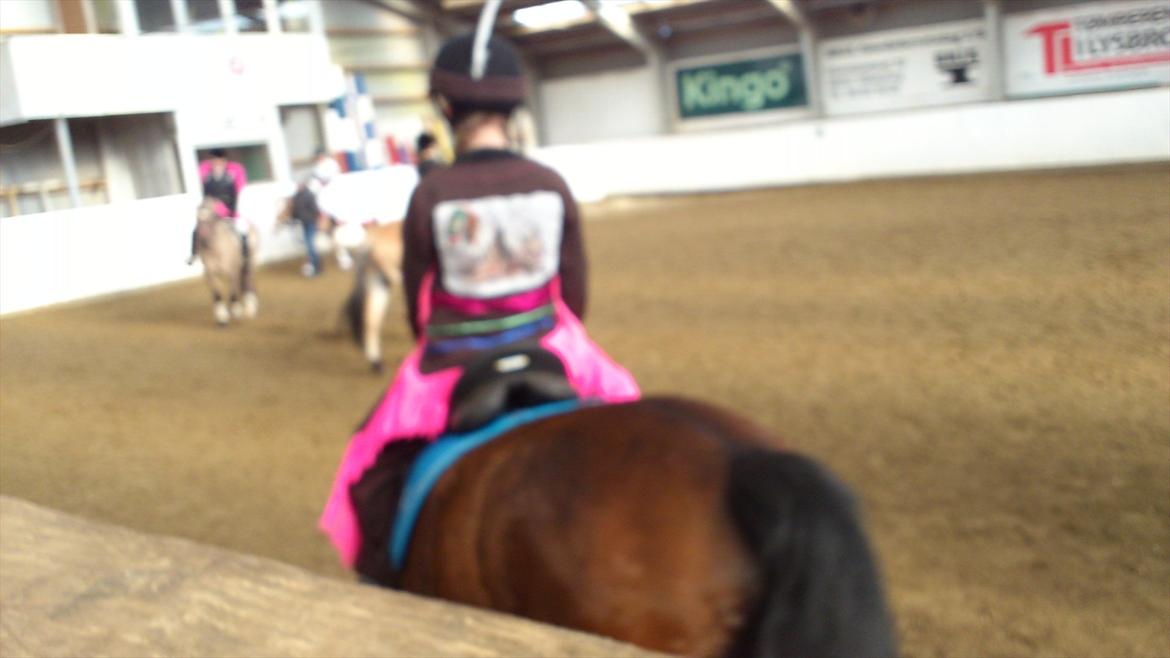 Anden særlig race Chance {Himmelhest} billede 17