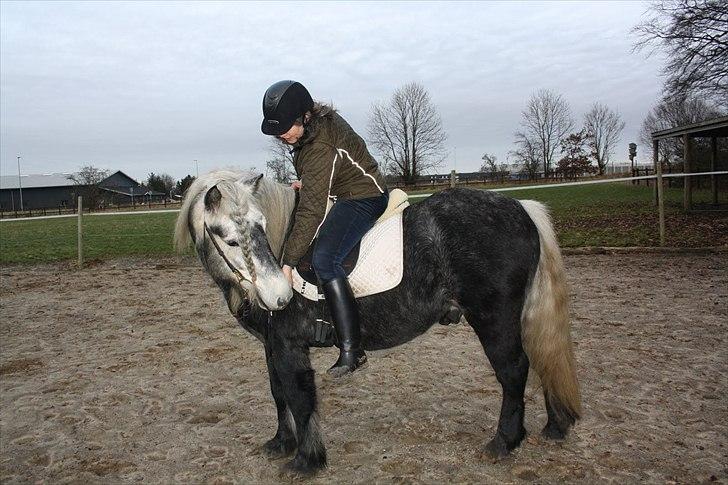 Highland Pony Trailtrow Ghillie Dhu - Har du noget til mig? billede 3