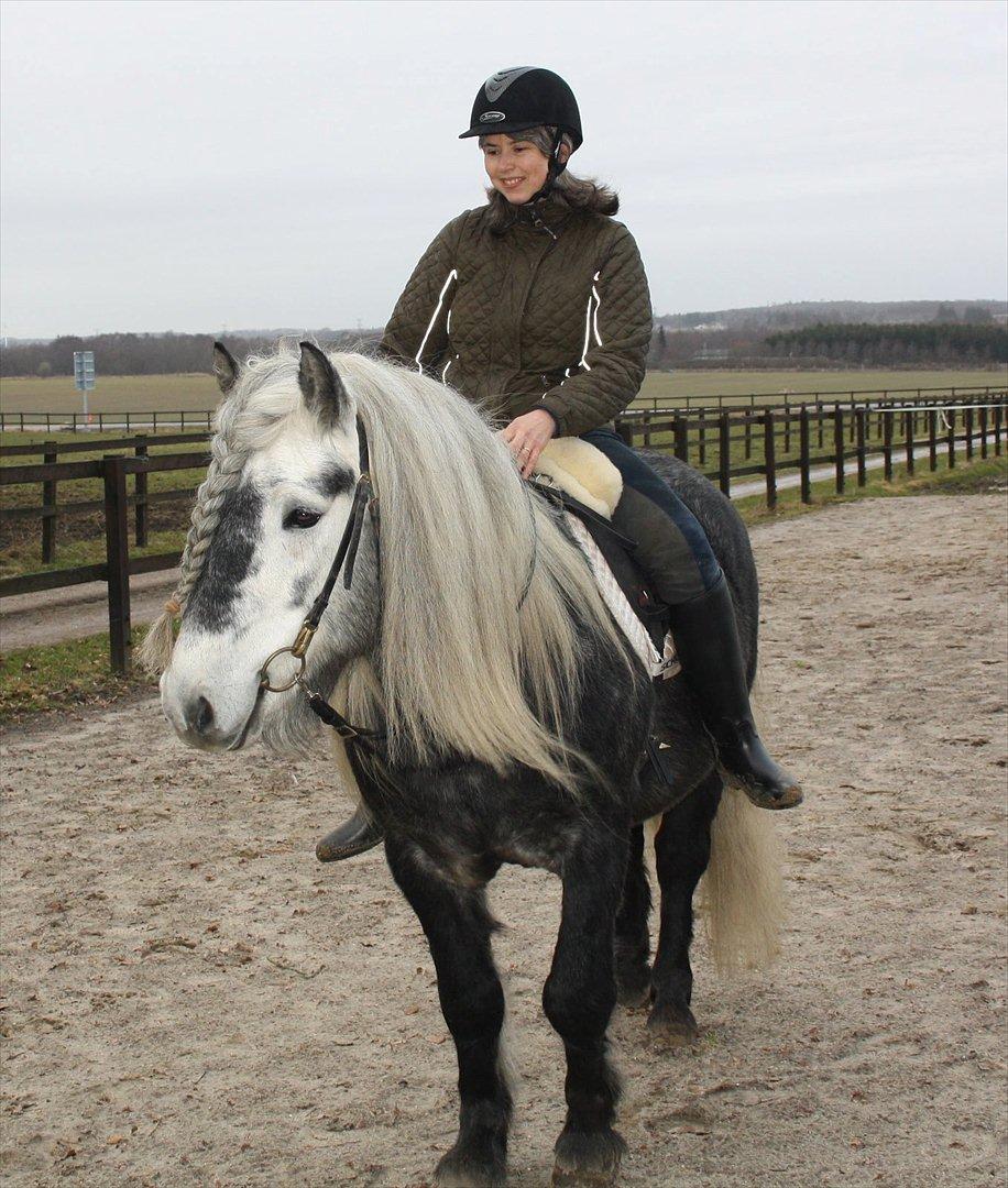 Highland Pony Trailtrow Ghillie Dhu - Dejlig opmærksom billede 4