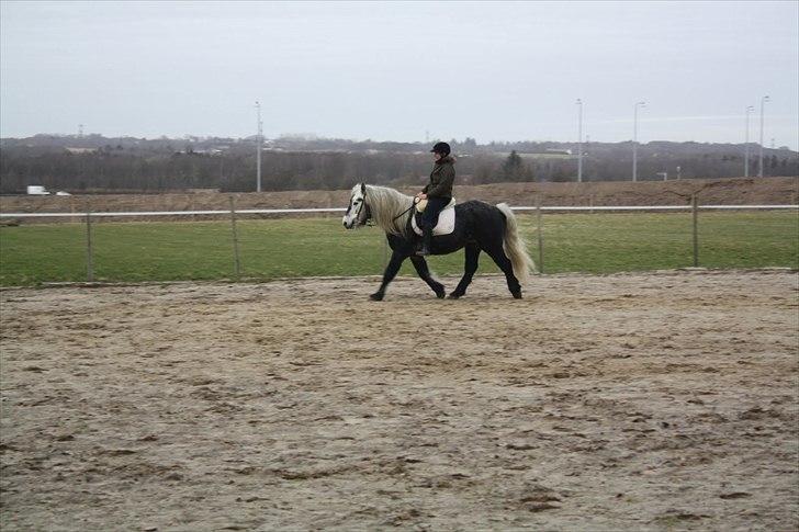 Highland Pony Trailtrow Ghillie Dhu - Flot taktfast trav - skøn at sidde på billede 6