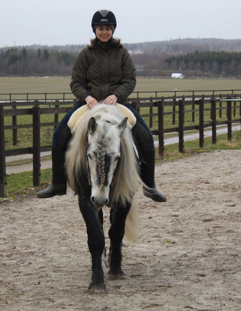 Highland Pony Trailtrow Ghillie Dhu - Ih, hvor er han altså skøn billede 7