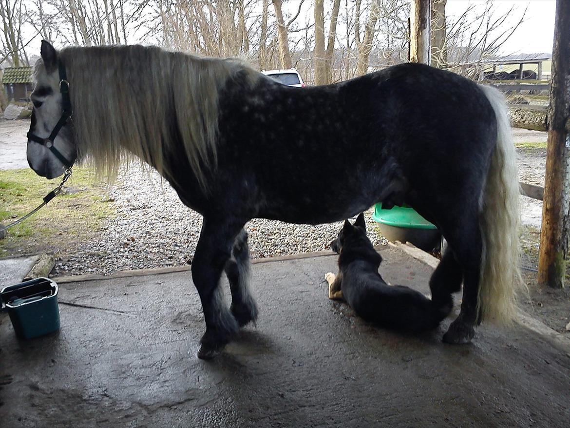 Highland Pony Trailtrow Ghillie Dhu - Det kan man kalde tillid :-) billede 8