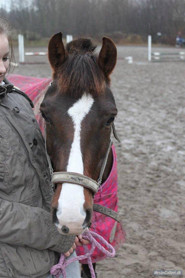 DSP Red Lady -  tidl. pony R.I.P :'( - Lady du er og vil altid være det bedste der er sket for mig! billede 18