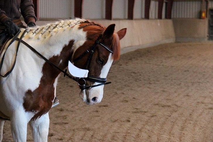 Anden særlig race Tai San Indiana - Fastelavn stævne klædt ud som pumba   billede 7