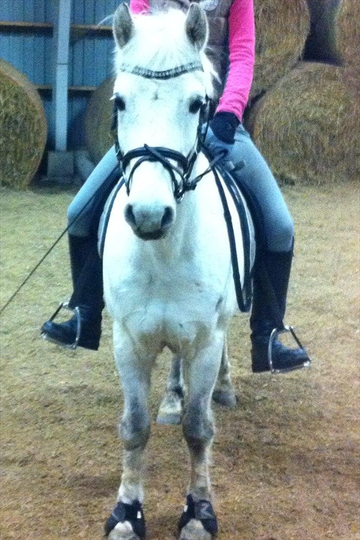 Anden særlig race Bandit "den elskede" :D <3 - Billed 19. Min Bedste Ven! <3 billede 19