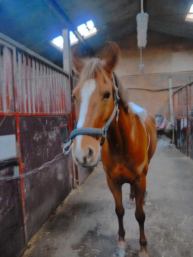 Tysk Sportspony Despina - Wow! Rød pony :D billede 20