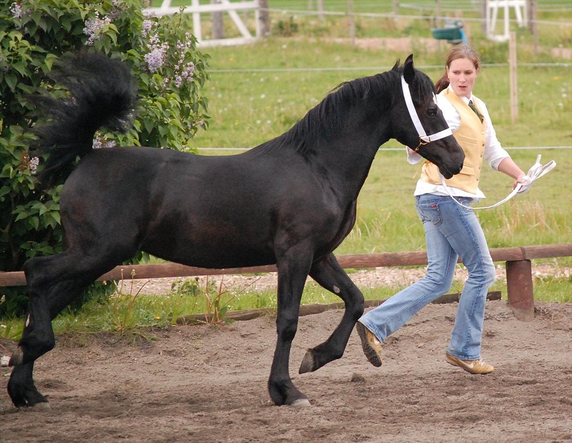 Welsh Cob (sec D) Møllegydens Èowyn - Junishow 2011 (1-års) - klassevinder, Ungdyrschampion og Res. Hoppechampion  billede 8