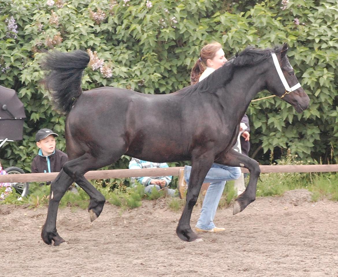 Welsh Cob (sec D) Møllegydens Èowyn - Junishow 2011 (1-års) - klassevinder, Ungdyrschampion og Res. Hoppechampion billede 9