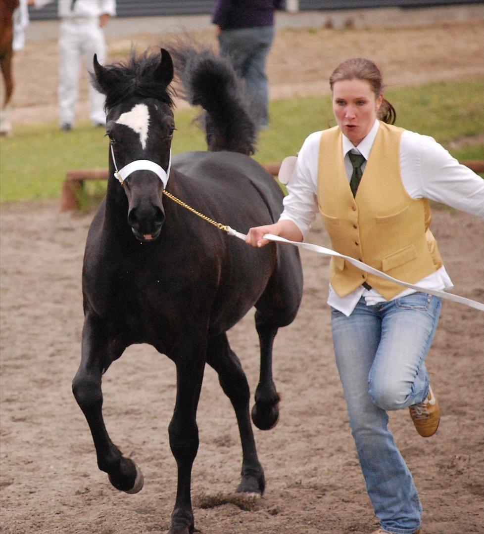 Welsh Cob (sec D) Møllegydens Èowyn - Junishow 2011 (1-års) - klassevinder, Ungdyrschampion og Res. Hoppechampion billede 10