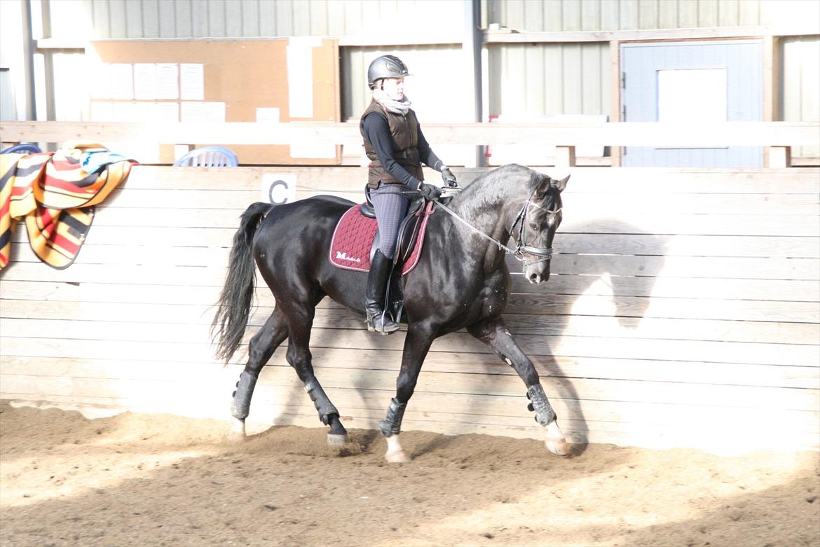 Hannoveraner Royan billede 2