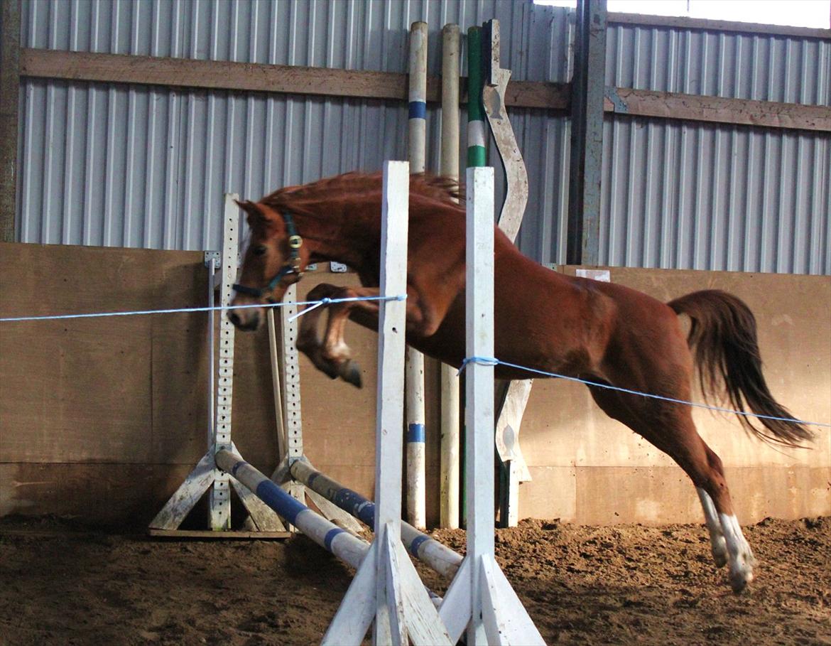 Anden særlig race Macody - Løsspring for anden gang :-) En skøn teknik han har! billede 19