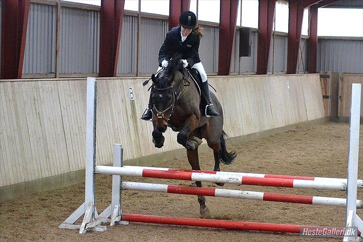 Fuldblod (XX) Sing a Long - NMRC Fastelavnsstævne, 80 cm. (foto: Louise S.) billede 7