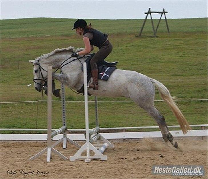 Dansk Varmblod Filuca billede 6