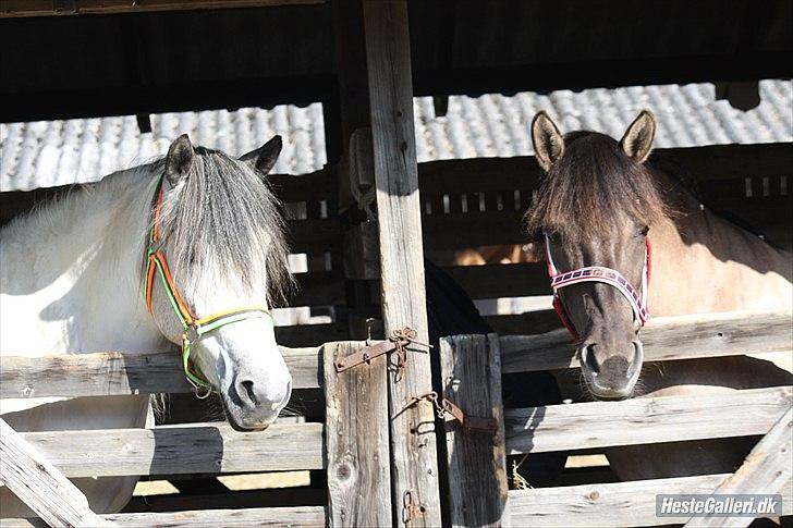 Konik Polski Tora R.I.P My ANGLE! - Et minde jeg altid vil huske, i gode det til et nice dyreskue. Men osse fordi jeg var en stolt ejer af en dejlig rolig og sød hest <3  billede 9