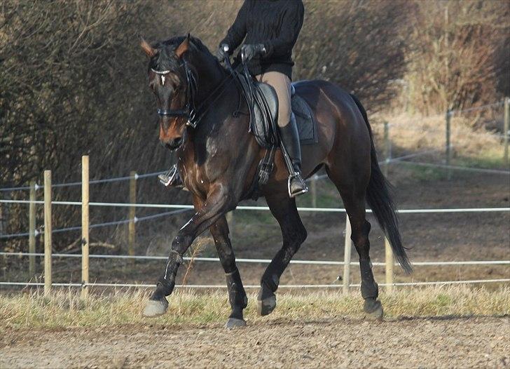Dansk Varmblod Ullerups Krumme billede 16