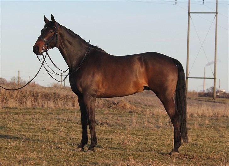 Dansk Varmblod Ullerups Krumme - Krumme i hel figur(: billede 1