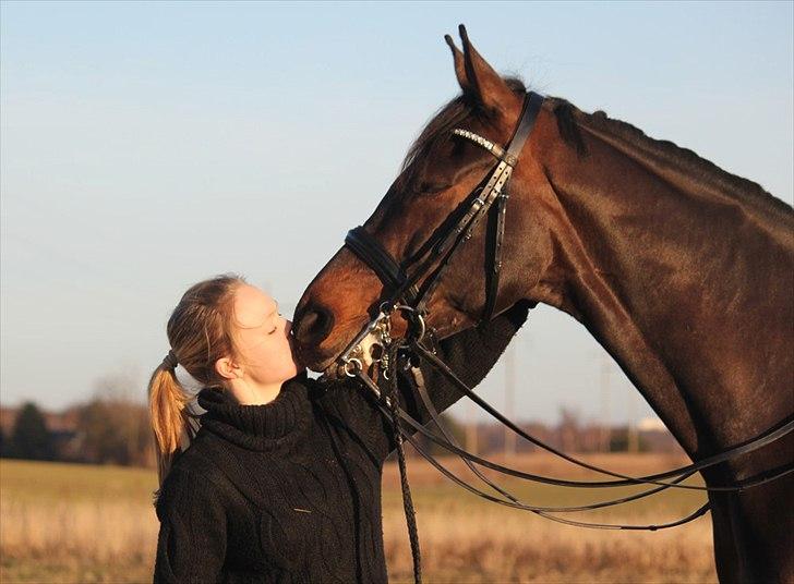 Dansk Varmblod Ullerups Krumme - Real Love.  billede 18