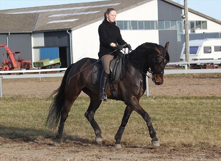 Dansk Varmblod Ullerups Krumme billede 17