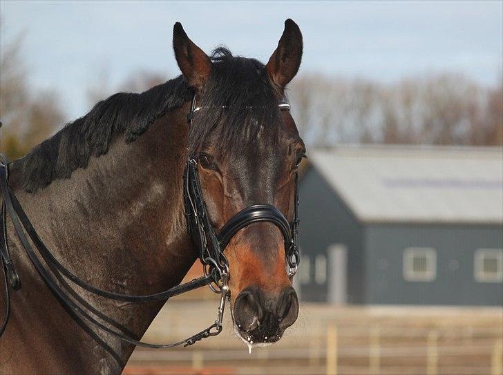 Dansk Varmblod Ullerups Krumme billede 19