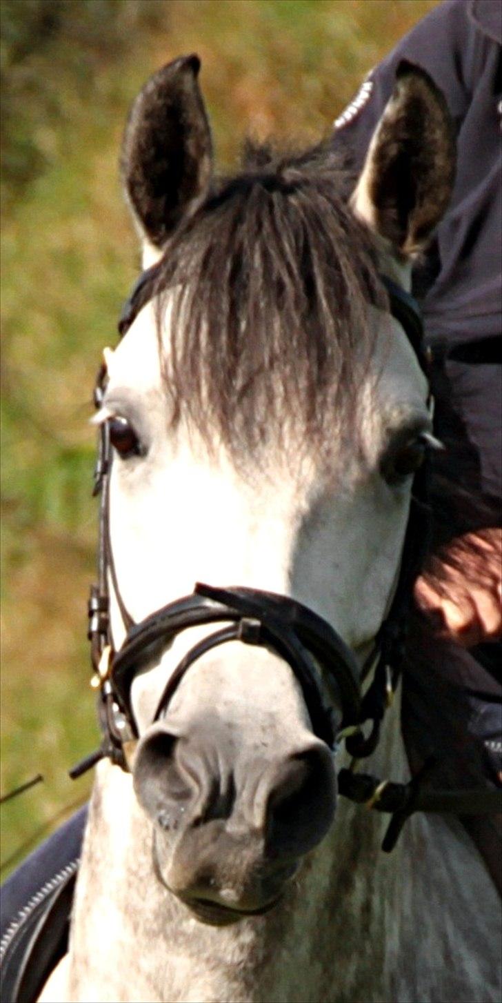 Anden særlig race Lukas - Velkommen på Lukas' profil ! billede 1