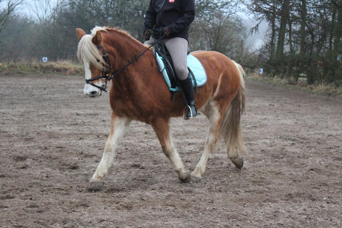 Tyroler Haflinger | Arkibal RIP - 27 Februar 2012: Dressurtræning. billede 19