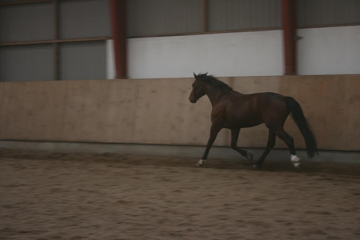 Anden særlig race Flatteur billede 13