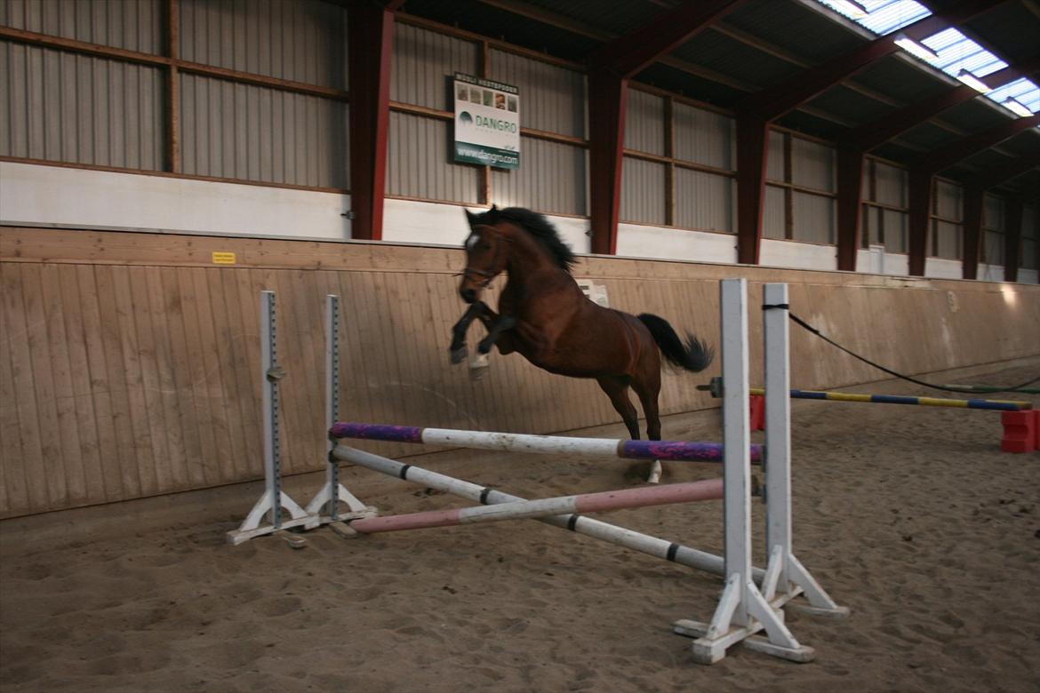 Anden særlig race Flatteur billede 10