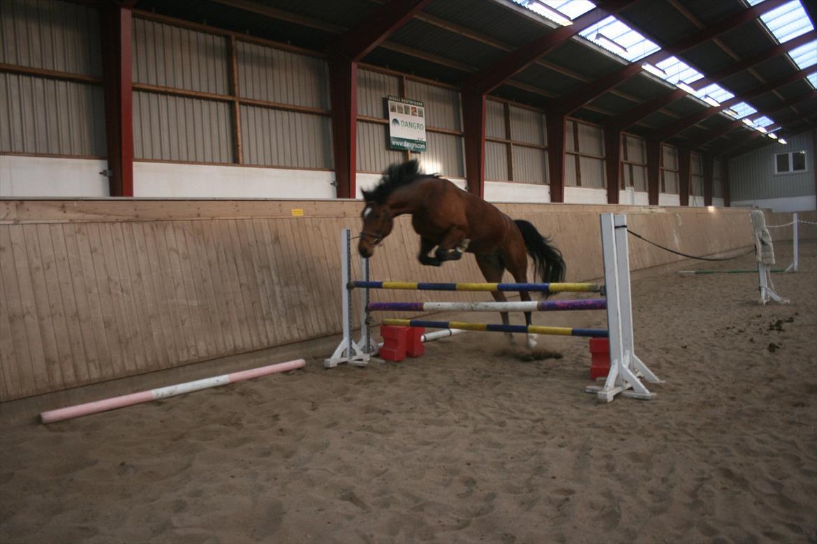 Anden særlig race Flatteur billede 14