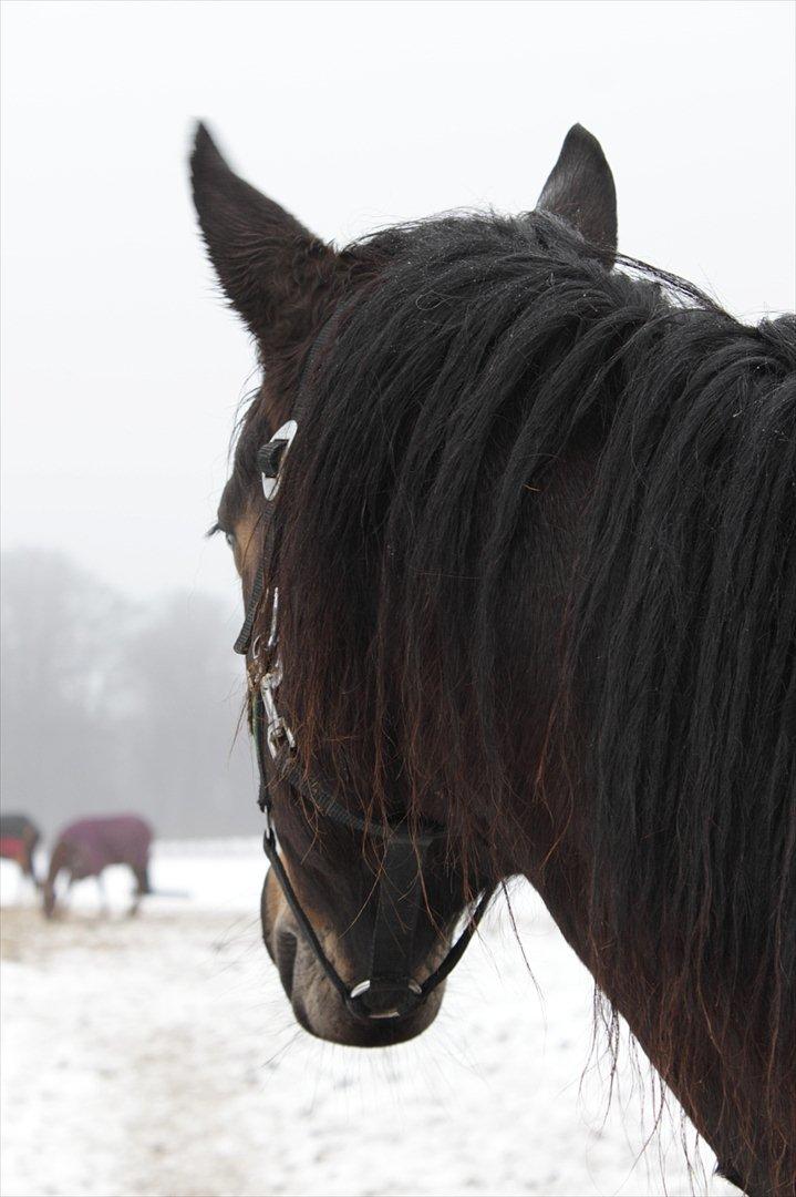Anden særlig race Miss Fine "Bine" billede 20