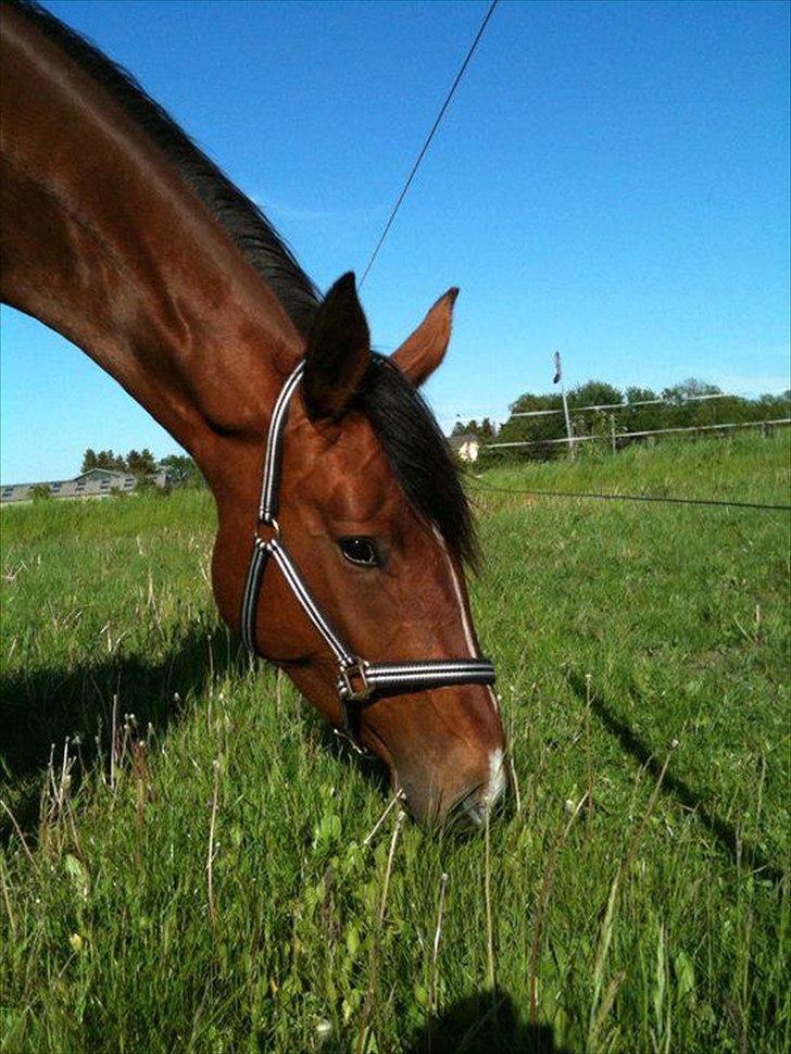 Oldenborg Tonya Adoa - Græsning vores første dag sammen <3

 2. Juni 2010 billede 4