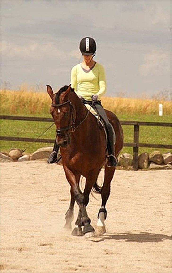 Dansk Varmblod Markgårds Donnewind billede 15