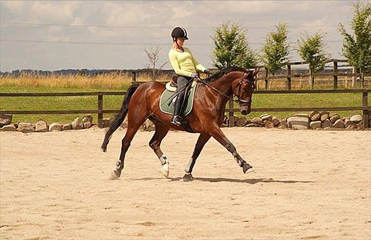Dansk Varmblod Markgårds Donnewind billede 12