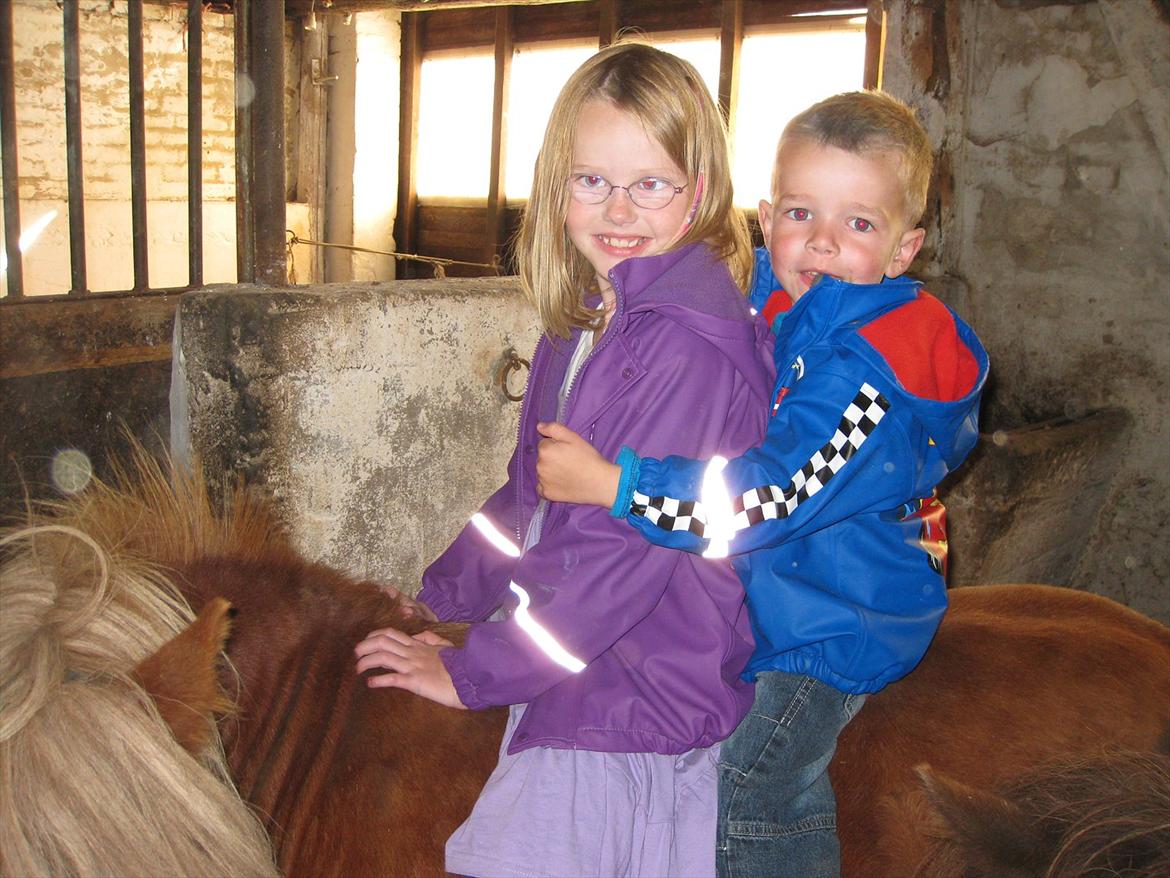 Shetlænder Sandie Bomlund billede 11