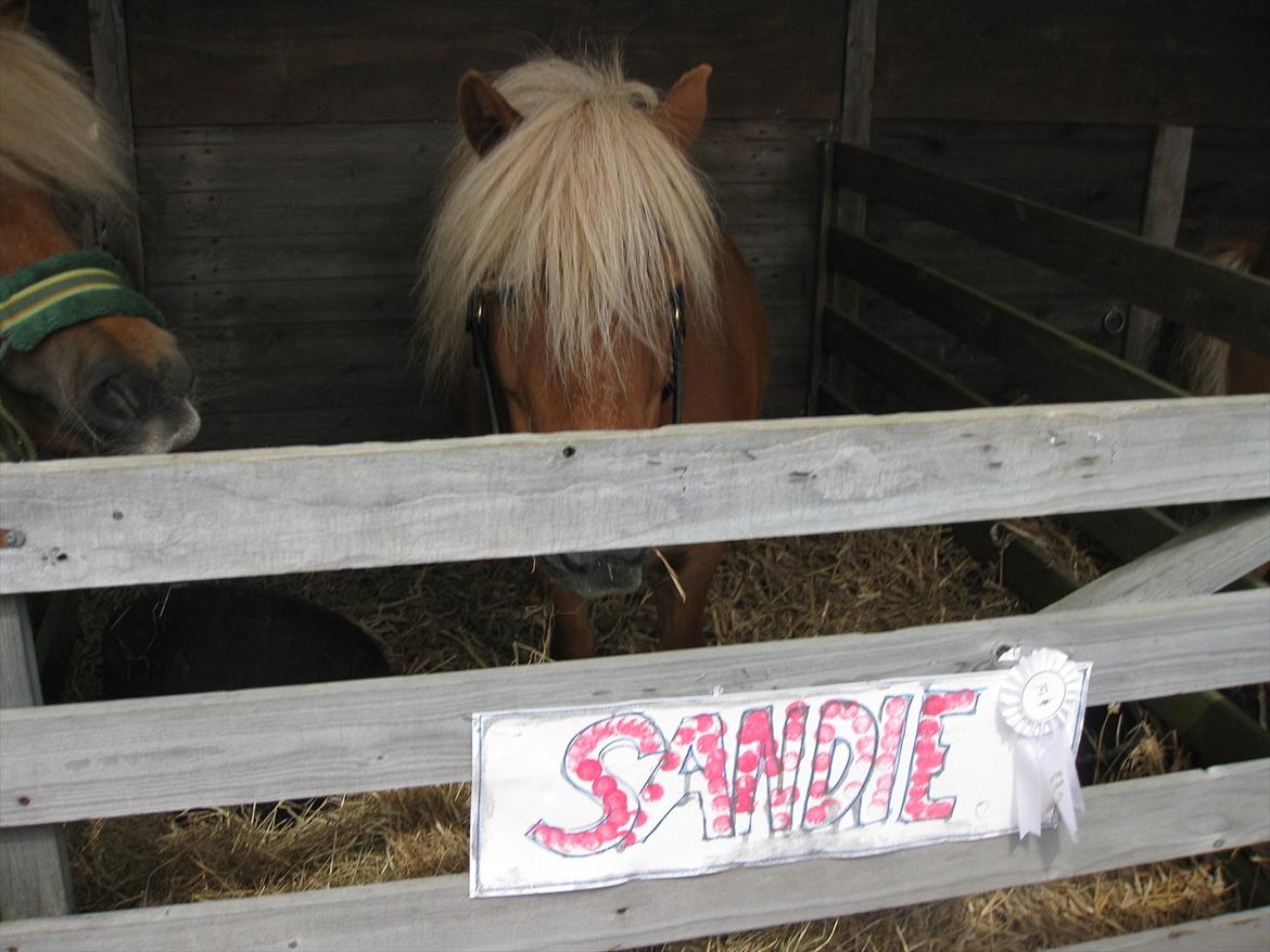 Shetlænder Sandie Bomlund billede 12