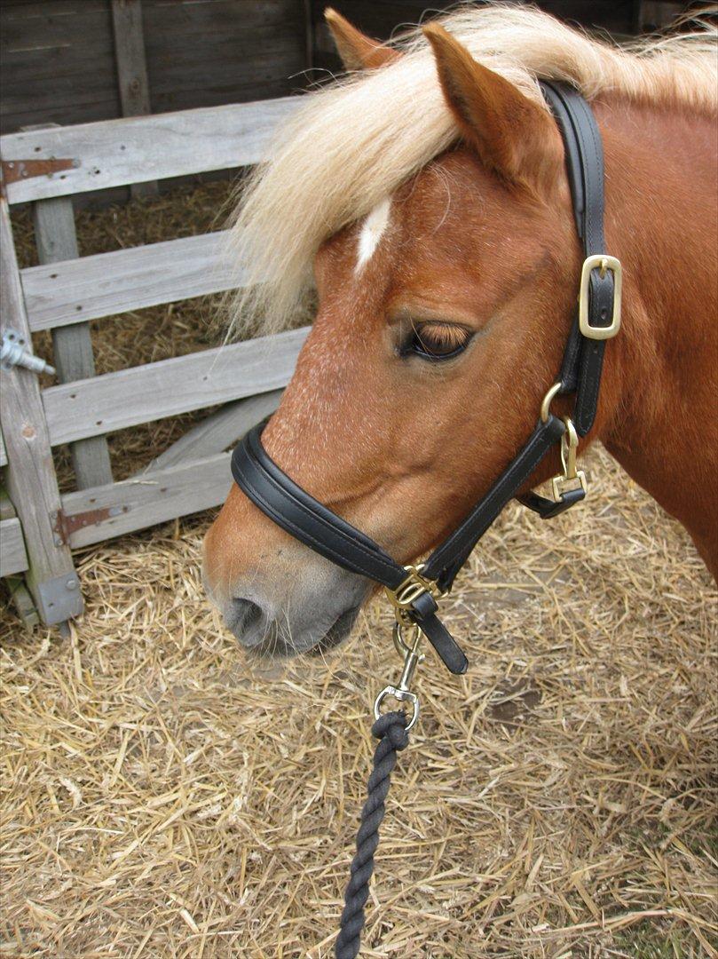 Shetlænder Sandie Bomlund billede 19