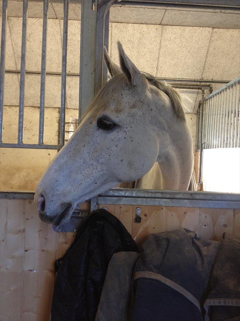 Dansk Varmblod LORETTA - 2012 billede 14