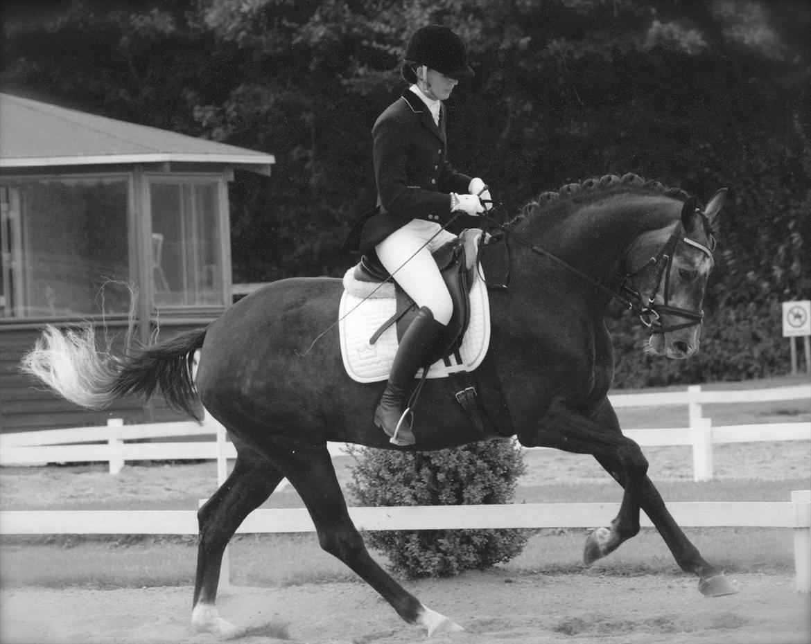 Dansk Varmblod Enya - 4 års championat billede 6