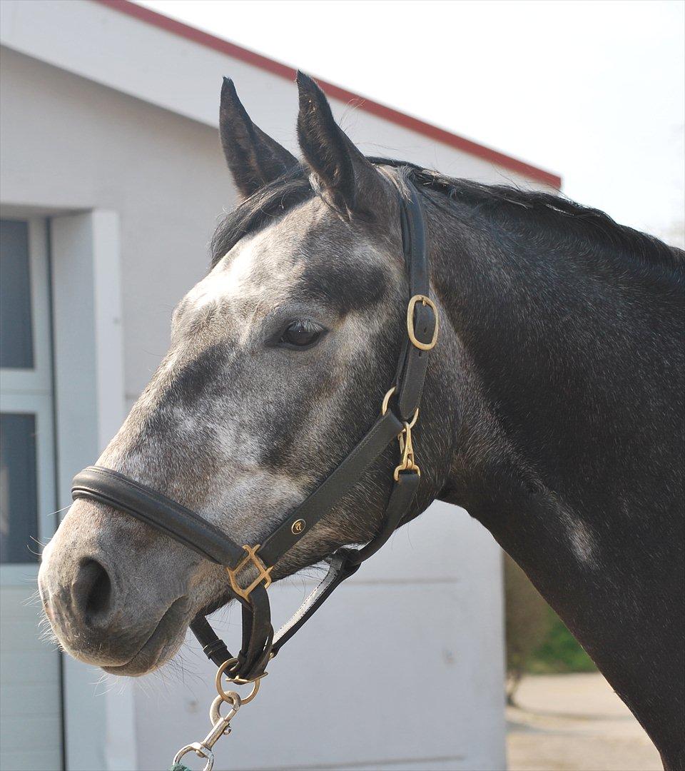 Dansk Varmblod Enya billede 7