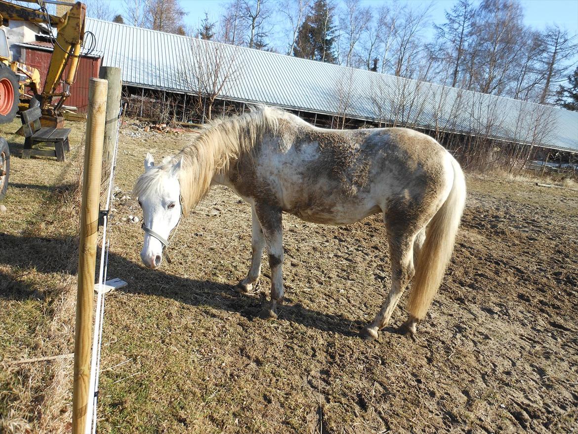Anden særlig race Filippa <My soulmate> R.I.P - min dejlige "hvide" pony der mente at hun liiige skulle have en rulletur på folden :P <3 <3 billede 20