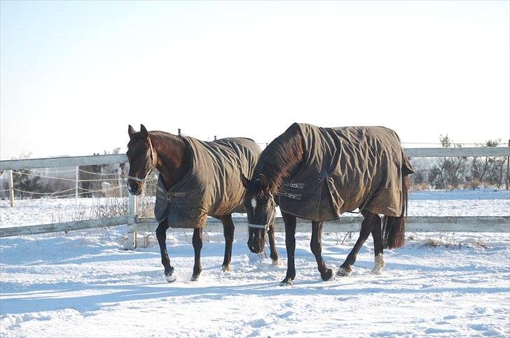 Anden særlig race Afrodite - Afrodite & Cleo i sneen <3.

Vinteren 2011. :-* billede 16
