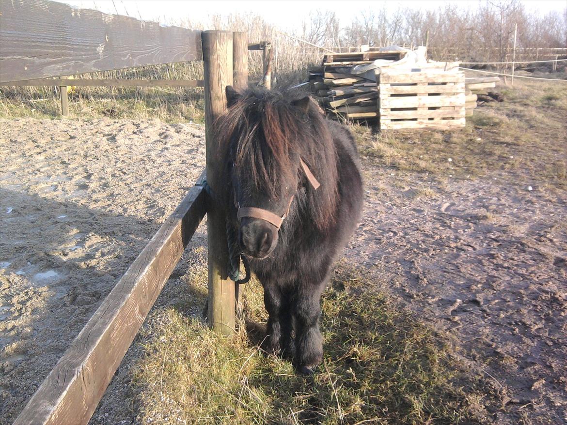 Shetlænder Sharon MY BOY  billede 7