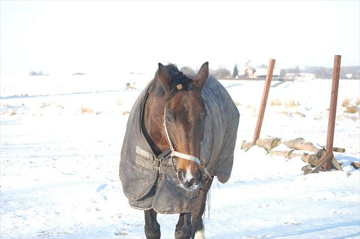 Anden særlig race Afrodite - Dite i sneen, på ridebanen. <3

Vinteren 2011. billede 2
