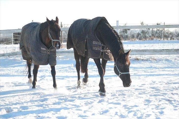 Anden særlig race Afrodite billede 19