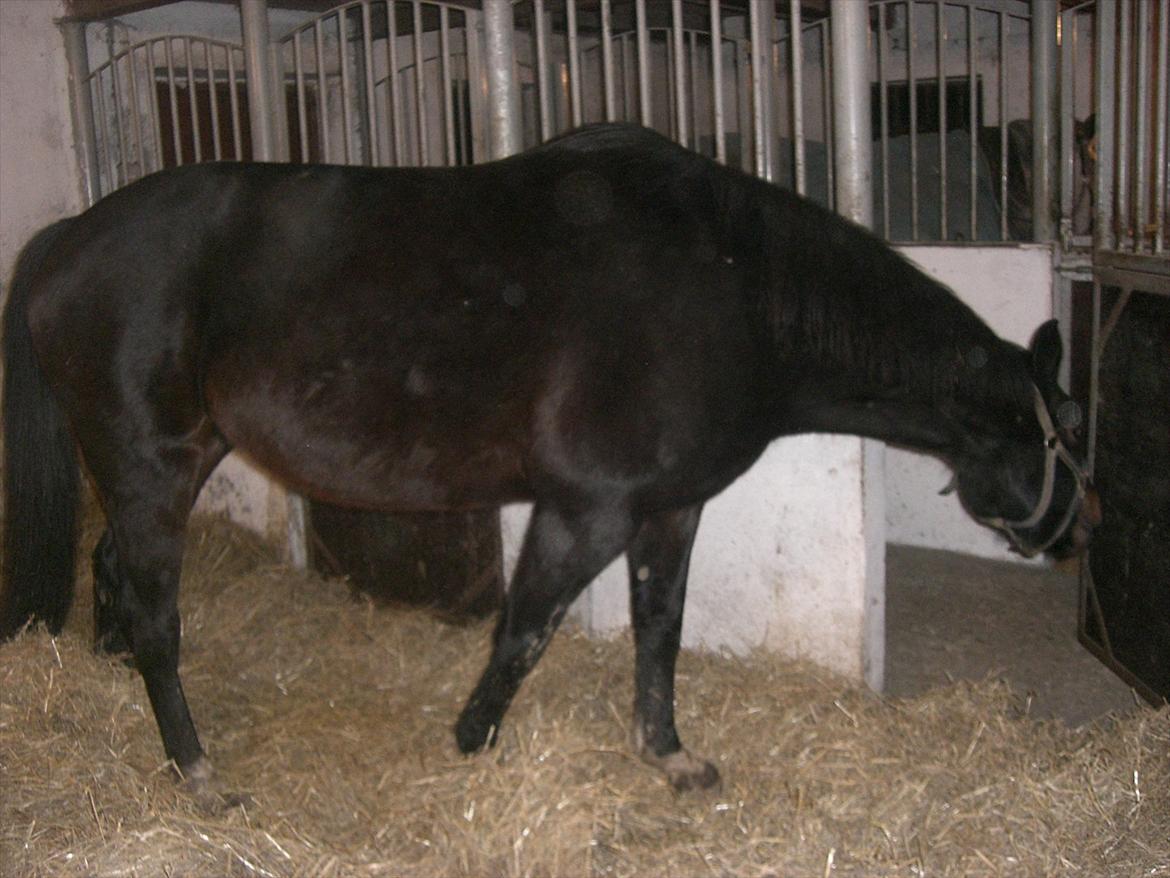 Dansk Varmblod Marita - "Hun opdager det ikke, hvis jeg lister ud" :) Marita i sin foleboks i februar 2012 billede 6