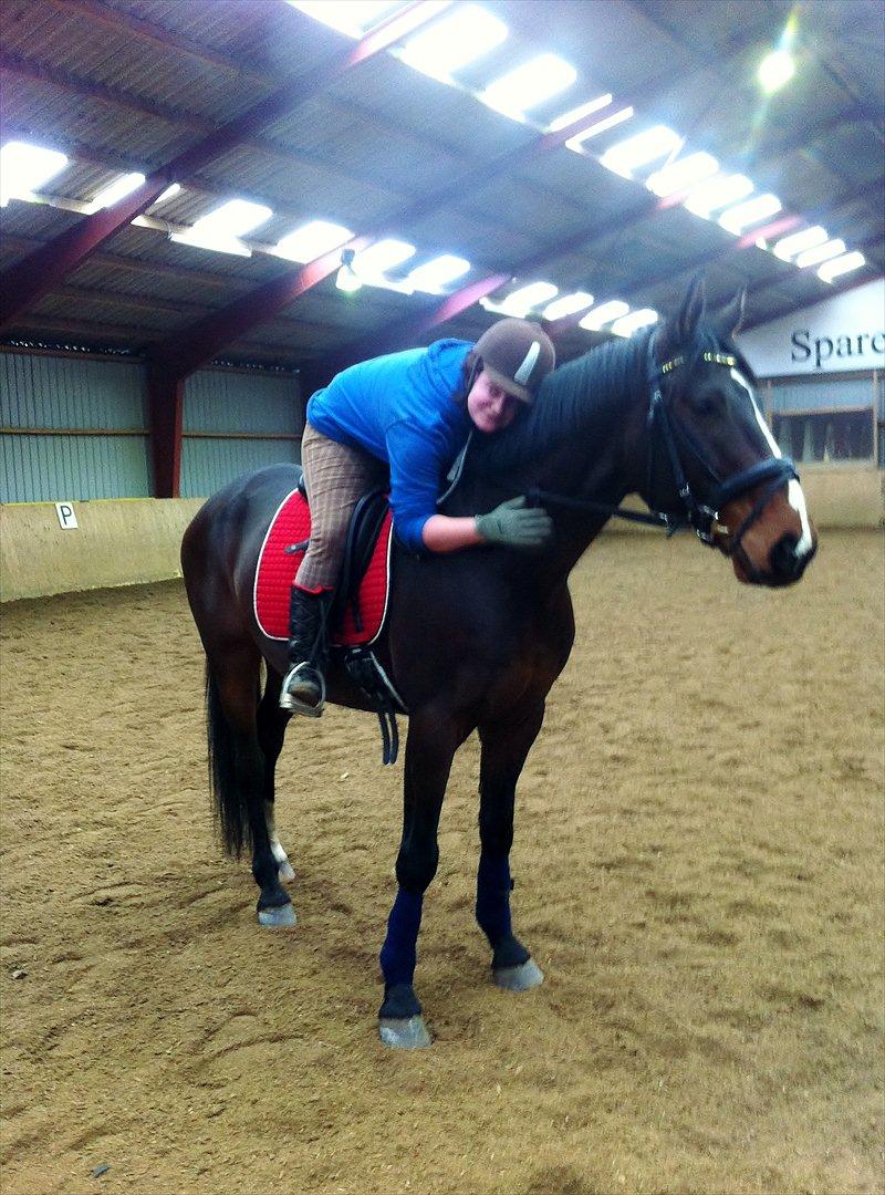 Westfaler Nisgaards Fandango - Første gang i Skive Ridehal billede 5