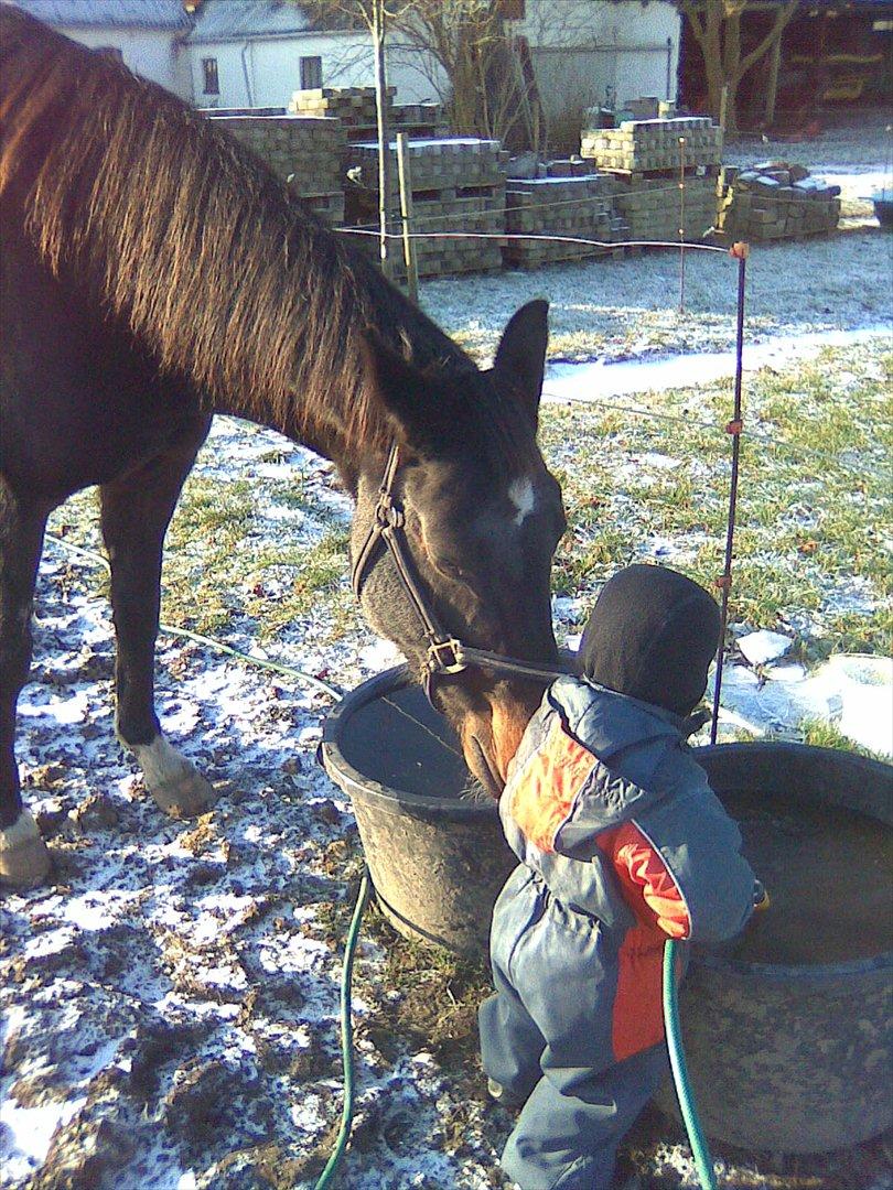 Dansk Varmblod Marita - Foldhygge med Noah december 2011 billede 7