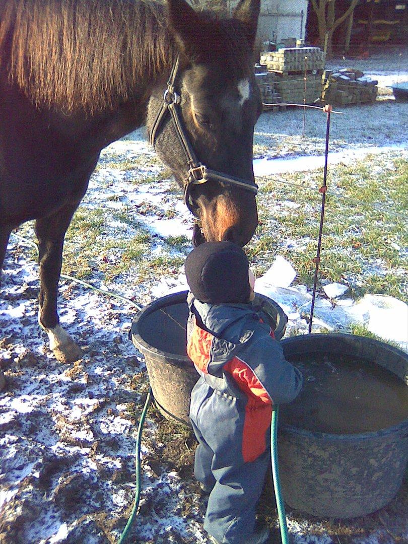 Dansk Varmblod Marita billede 8