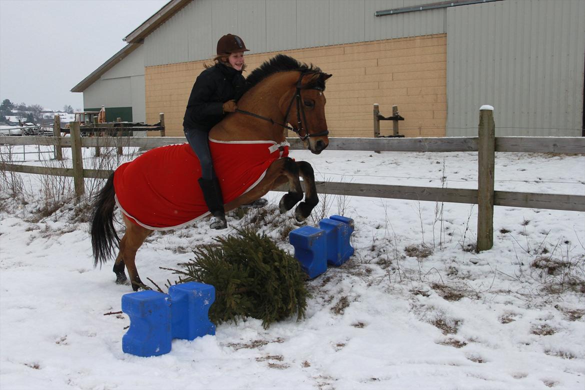 Tysk Sportspony Matador [Matte] billede 17