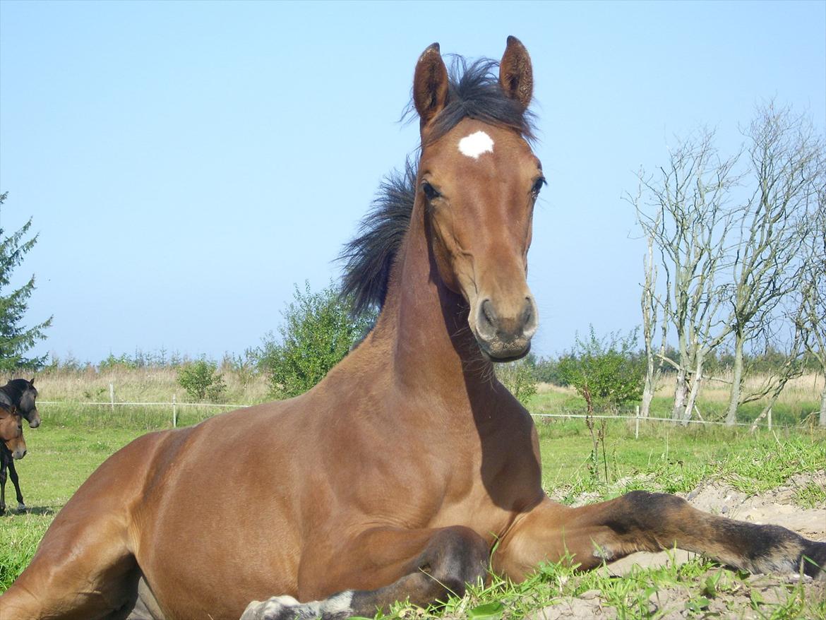 Dansk Varmblod Castana L billede 12